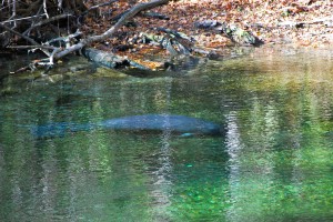 Manatee