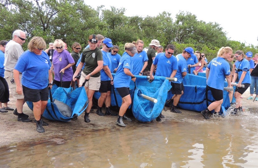 SeaWorld Orlando Releases Manatees in Eddy Creek