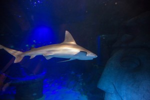 Sharks at SeaLife Aquarium in Orlando, Florida