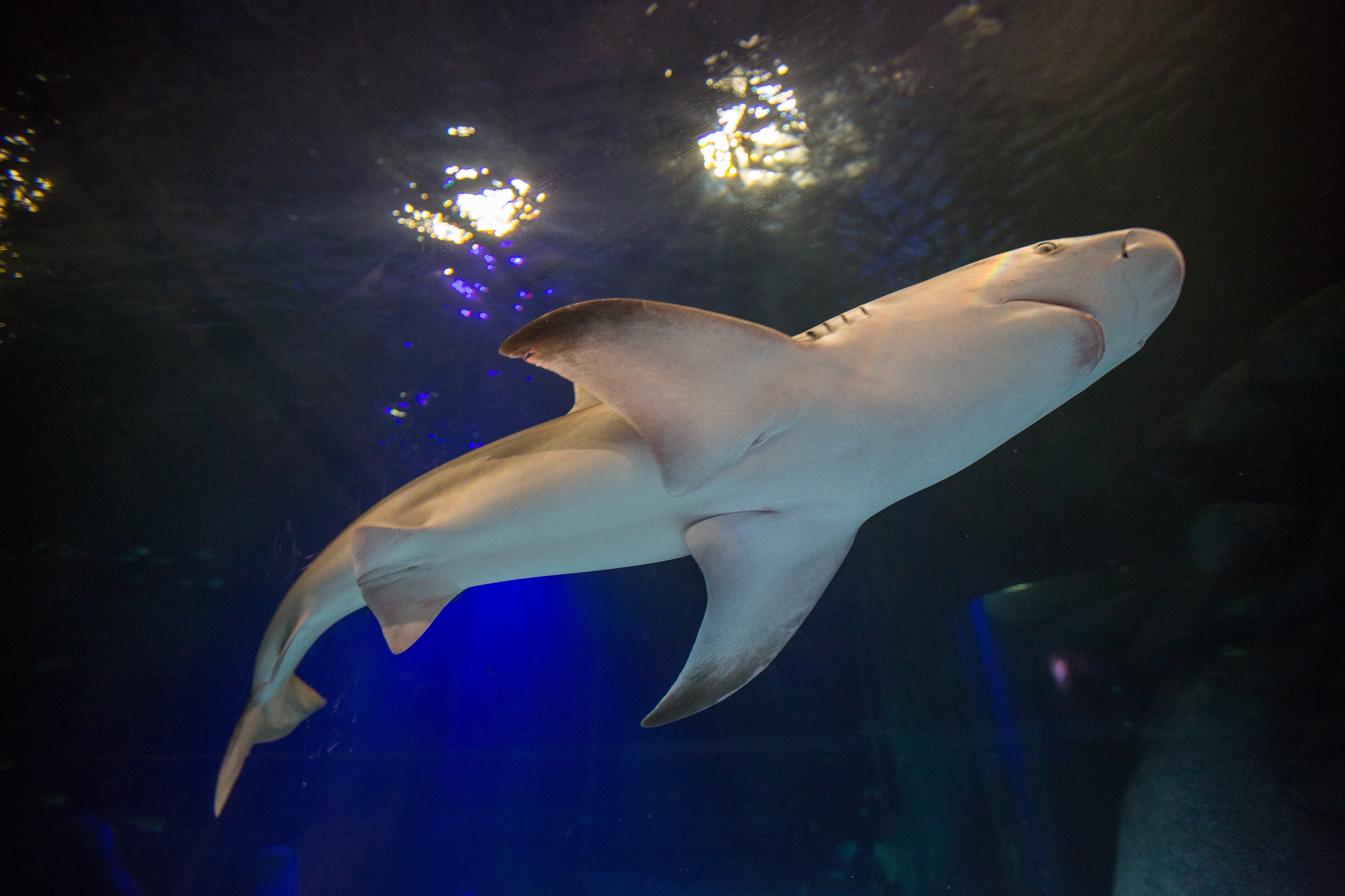 SEA LIFE Orlando Aquarium Welcomes Sharks